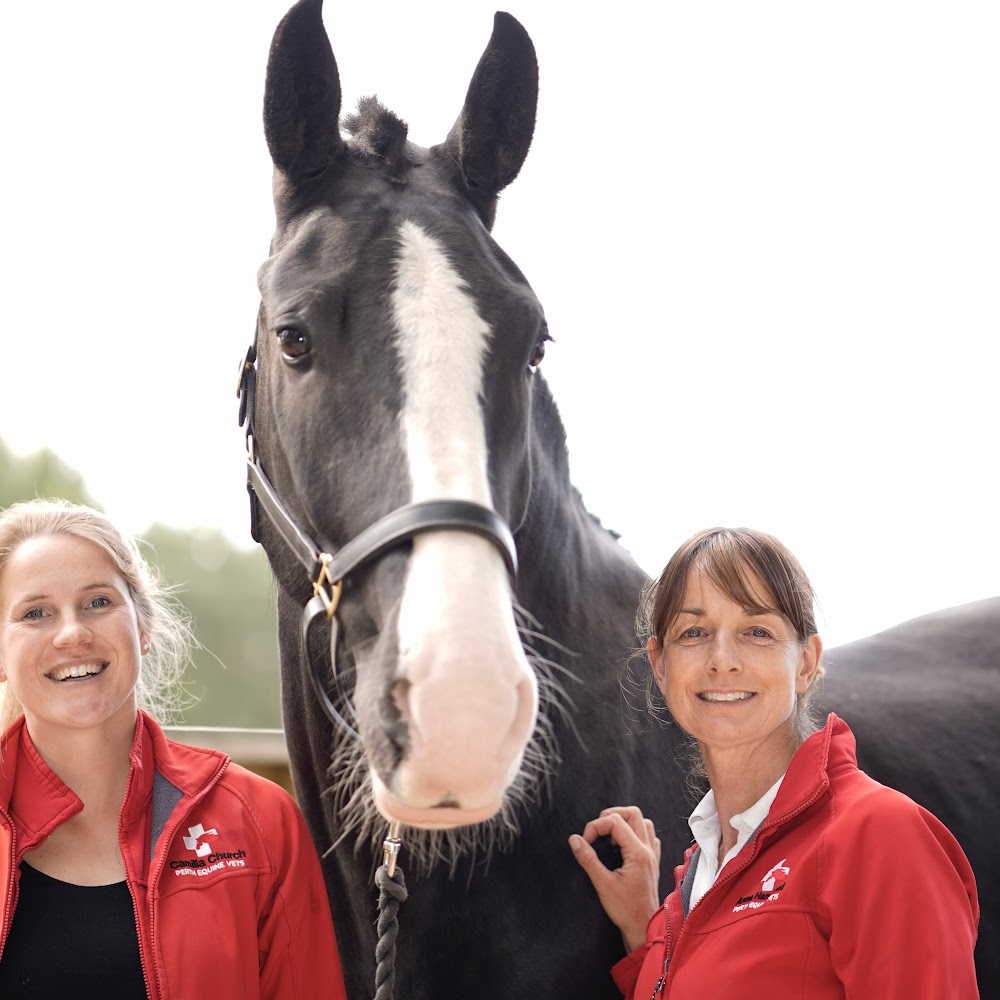 Perth Equine Vets in Perth