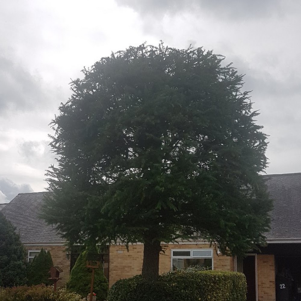 Crownworks Tree Care in Blackford
