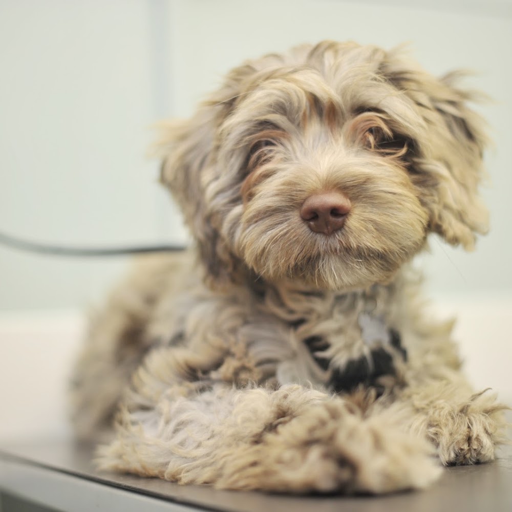 Heartland Veterinary Services in Aberfeldy